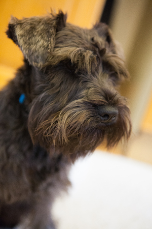 Miniature schnauzer headshot