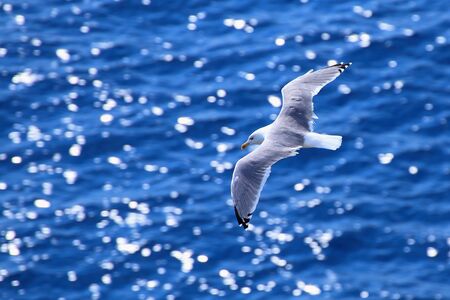 A seagull flies over the sea.の写真素材