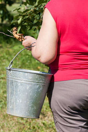 the woman holds a garden bucket, cleaning dry leavesの写真素材