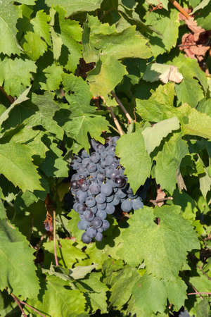 the grapes clusters hanging among leaves in clear summer dayの写真素材