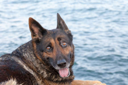 portrait of the beautiful bathed dog against the blue seaの写真素材