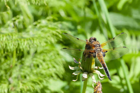 very beautiful dragonfly against bright foliage in a sunny dayの写真素材