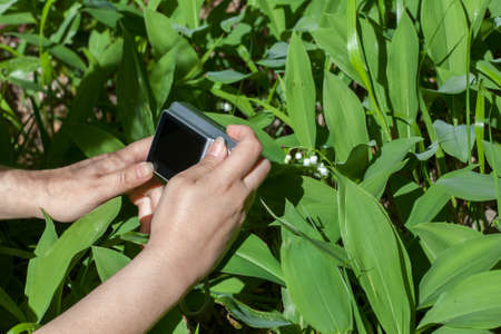 hands of the girl photographing lilies of the valley in a clear vesennmy dayの写真素材