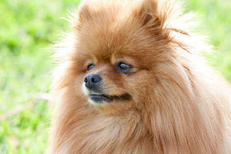portrait of a beautiful spitz-dog against a green grass in yareky summer dayの写真素材