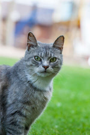 portrait of a beautiful cat against a green grass in a bright sunny dayの写真素材