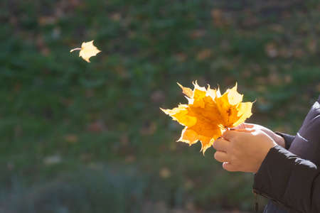 autumn bouquet in a hand of the person in the autumn afternoonの写真素材