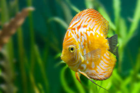 Yellow fish in an aquariumの写真素材