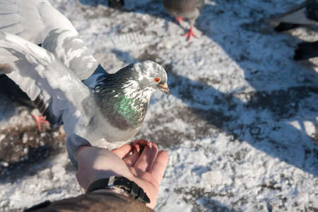 pigeon sits on a hand of a personの写真素材