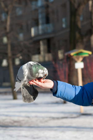 pigeon sits on a hand of a personの写真素材