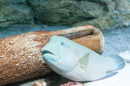 Floating fishes in an aquarium with stones on a blue backgroundの写真素材
