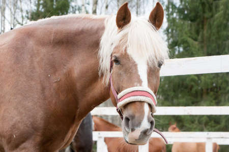 The head of the horse chewing a grass against the sky and a grassの写真素材