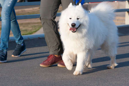 the dog going with owner in clear summer dayの写真素材
