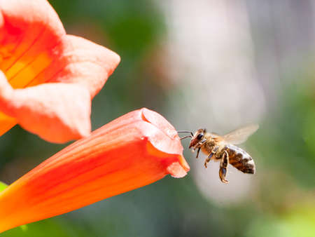 the bee collects pollen from a flower in sunny summer dayの写真素材