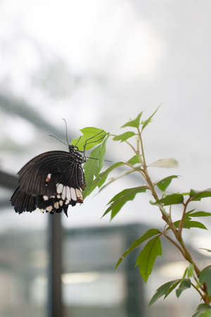 Closeup butterfly on flower pn summer day
