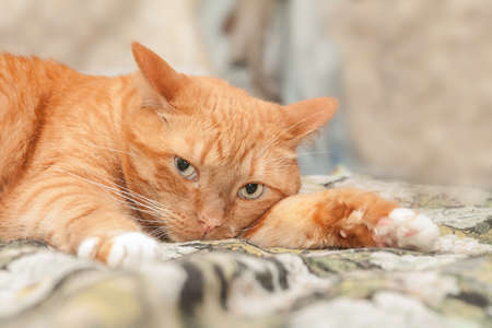 portrait of a beautiful cat against in a bright sunny dayの写真素材