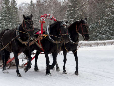the Russian Troika of horses goes on the snow road in clear winter day