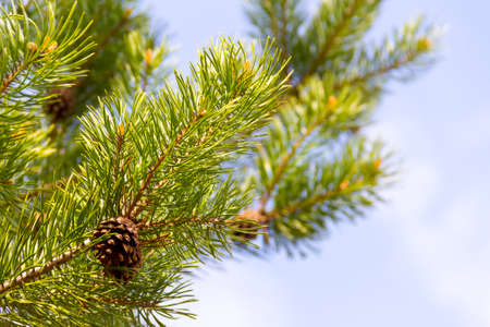 cone on a pine branch against the background of the cloudy sky in summer day