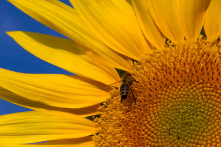 the bee close up sitting on a sunflower in clear summer dayの写真素材