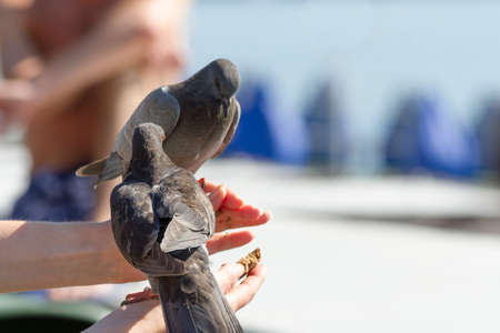 the pigeons eating from a hand of the person