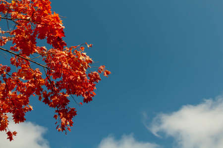 Beautiful autumn leaves amid blue sky on clear autumn day