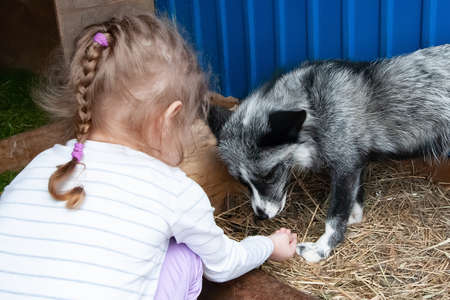 little girl playing with fluffy beautiful chanterelles on a clear summer day