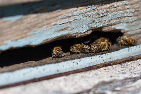 Plenty of working bees close up at the entrance of beehive in apiary. Honeycomb in a wooden frame.の写真素材