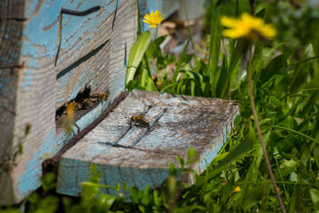 Plenty of bees at the entrance of beehive in the apiary. Close up view of the working bees....