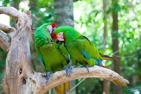 Two Eclectus parrots sitting on a treeの写真素材