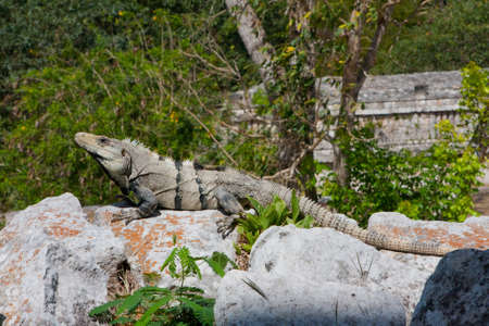 Iguana lizard sitting on a rock on a sunny day