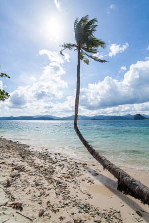 Perfect palm beach in Philippinesの写真素材