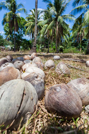 Coconuts in the background of palms in Philippinesの写真素材