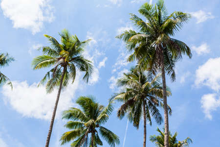 Perfect palm beach in Philippines