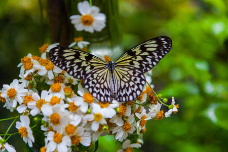 Butterfly in the wild in Philippinesの写真素材