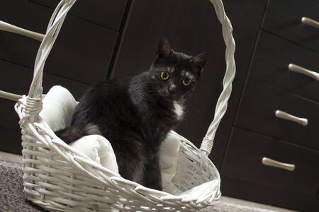The black cat sits on a cushion in a white wicker basket observes the point intently.の写真素材