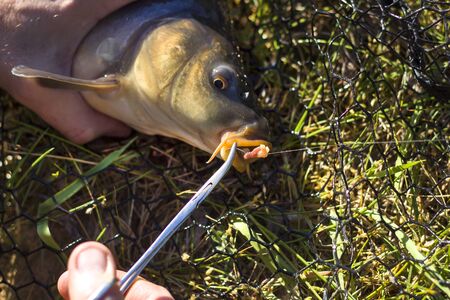 The angler's hands pull the hook from the carp's lip using the pliers.