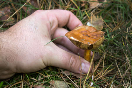 The man's hand picking the mushroom'sの写真素材