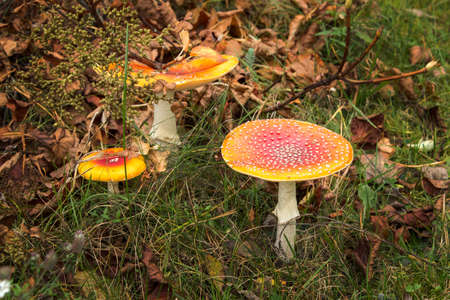 A red toadstool grows under a pine tree among the grass.