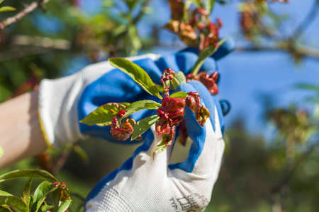 Hands with protective gloves peel off sick leaves of the peach tree. Curly leaves. Tearing sick...