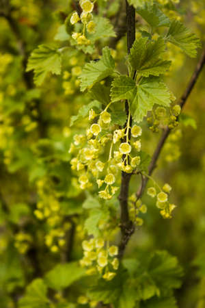 Young currant leaves and currant flowers bloom in the spring garden. Beautifully developed currant inflorescence with yellow flowers. Currant bush with densely blooming yellow flowers.の写真素材