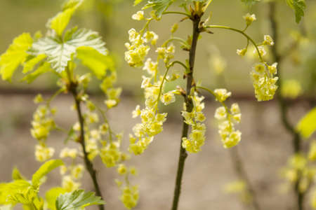 Young currant leaves and currant flowers bloom in the spring garden. Beautifully developed currant inflorescence with yellow flowers. Currant bush with densely blooming yellow flowers.の写真素材