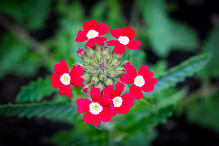 Garden red verbena partly blossom with budsの写真素材