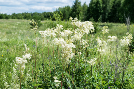Meadowsweet at the Urals healthful flower at wild natureの写真素材
