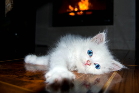 Kitten stretching on the floorの写真素材