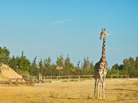 Giraffes in savanna zooの写真素材