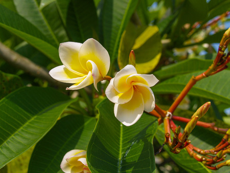 Plumeria Frangipani macroの写真素材