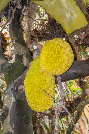 breadfruit tree with two large fruits