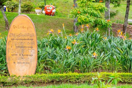 Large bush with flowers of Strelitzia Reginae at a Park of flowers in Dalat Vietnam
