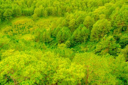 Pine forest top view - lush green textureの写真素材