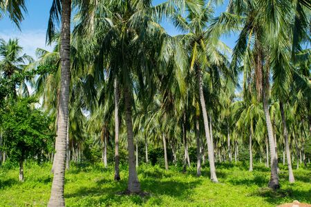 Tropical palms in a Jungle - Monkey island, Vietnam, Asiaの写真素材