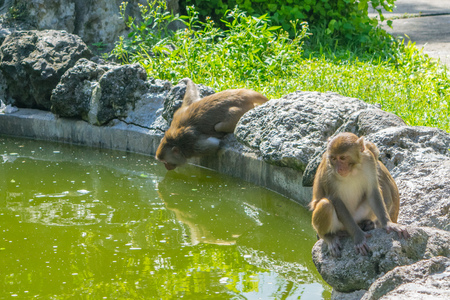 Monkeys family at a drink - Monkey island, Vietnam, Asiaの写真素材